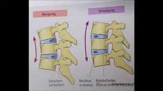 Aufbau und Funktion Bandscheibe