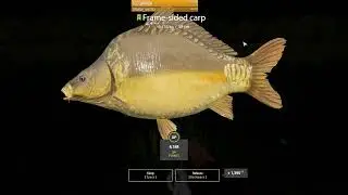 Russian Fishing 4 - Snowman rig at Amber