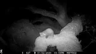 Pine marten growls - sound up