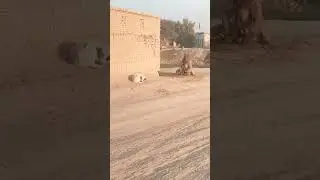 Village Dog prank video 🤣😁