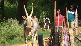 TN Hoysala 46, Jallikattu Oxen, 16 years bull, pi pii bull with Long horns