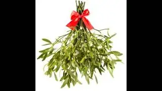 History of Mistletoe: Why is it the Kissing plant?