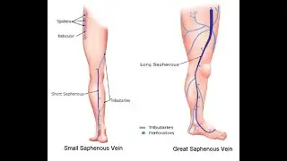 Small saphenous vein; Anatomy, Origin, Course, Tributaries, Drainage, Relations