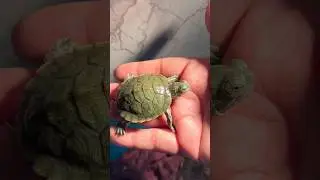 My turtle 🐢#turtlelover #turtleworld #sunbath #amazingfacts #youtubeshorts