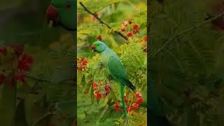 #🥀agna bahari Sita ghurwa lagavali ho ghurwa pe ugi gaile chandan ped ji🦜🦜🦜🦜🦜