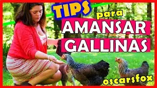 COMO AMANSAR a un POLLO, Gallo O GALLINA ✅ 🤓 🤑 🔥 trucos