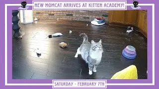 New Momcat Arrives at Kitten Academy! - Saturday February 7th.