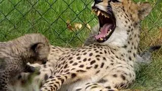Vijf cheetawelpjes zetten eerste stapjes buiten in Safaripark Beekse Bergen 🐆