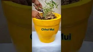 Preparing Plant Pot for 💛chhui mui🪴 #plantslifevlog #shorts