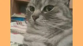 Моя котя