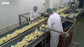 France bans culling of chicks - BBC News report