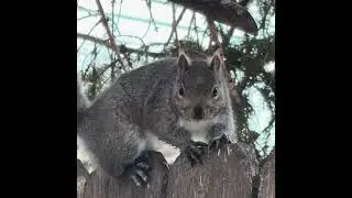 Backyard Bunch Moments 🐿️. #squirrel #wildlife #winter #nature #snow #birds #cute #animals