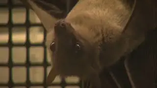 The bats are back in town: Popular festival set to take place at ISU