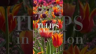 🌷Where to see tulips in London 🌷