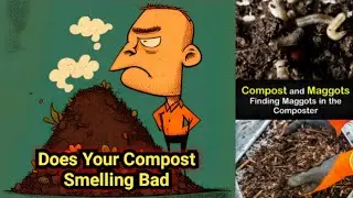 Finding Maggots In Compost. Compost Smells Very Bad. Is It Good Or Bad Sign? #compost 