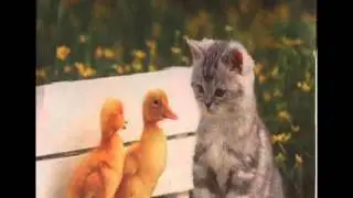 6638 - Disco Duck II