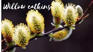 This Beautiful tree called | Willow Catkins |  beautiful Spring | England