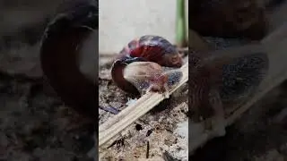 Most Satisfying Mud Snail Walking #asmrvideo #snails