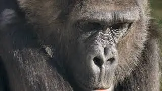 The Secrets of Gorilla Behavior Unveiled