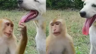 Безумная связь обезьяны и собаки