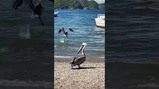 НЕ ХИРА СЕБЕ ЧЕРЕШНЯ
