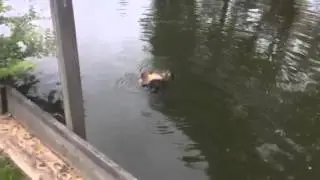 Snapping turtles mating