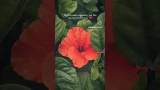 Nature 🌺🌿 #shorts #viral #shortsvideo #youtubeshorts #shortsviral #love #flowers #plants #quotes