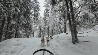 Promenade en tra&icirc;neau &agrave; chiens, Stoneham, Qu&eacute;bec / Dog sledding experience in Stoneham, Quebec