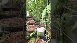 Tommy toe tomato: in the morning rain on Father&rsquo;s Day