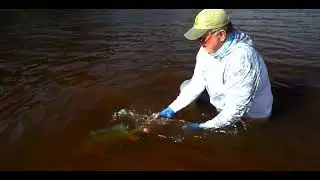 Amazon Peacock Bass Fishing: 