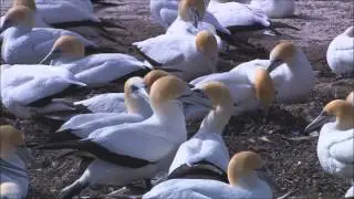 Salvemos Las Aves
