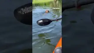 WATCH: Police officers kayak to rescue dog in lake #foxnews #news #shorts