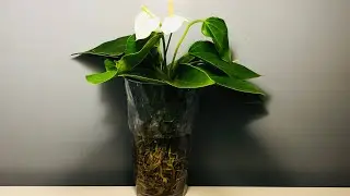 Let&rsquo;s Transfer An Anthurium To Water Culture Together!