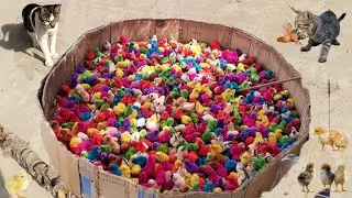 CAT ATTACK ON BABY CHICKS🐤🐥 😰|| Haseeb Home Birds
