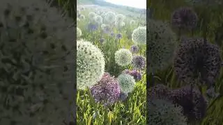 May🌿2025 #nature #deutschland #germany #spring #travel #beautiful #flowers #europe