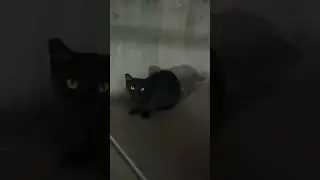 Time Travelling Cat