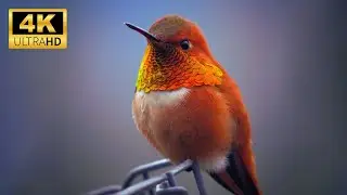 Mesmerizing 4K Birdwatching | A Stunning Avian Symphony in Ultra High Definition