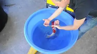 Modern Koi Blog #75 - Wie man Koi sicher von Hand umsetzt