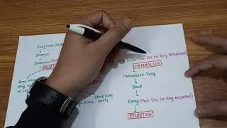 Pharmacokinetics Overview