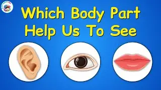 Which Body Part Help Us To See | Body Parts Names | Kids Education Video | Fun And Learn Education