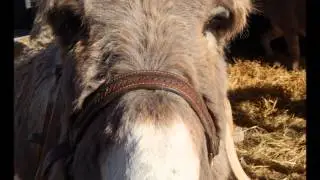 CHEVAL PASSION 2014 - Reportage en Images