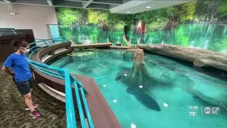 Newly renovated manatee habitat opens at The Bishop Museum of Science & Nature