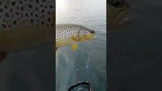 Hebgen Lake brown on Horizontal Mambo fly. #flyfishinglife #flyfishing #fishing #troutbum