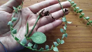 The Easiest way to propagate Dischidia/Dischidia propagation #Dischidiaplant #dischidiapropagation