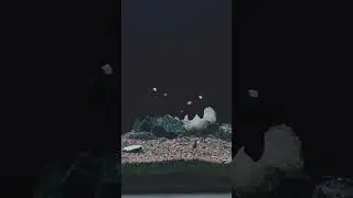 Marine tank setup on three spot damsel fish on Anemone |#aquarium #marine #shortvideo #fishtank