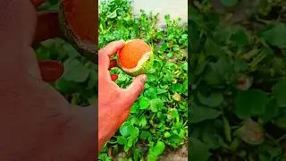 Best tennis ball found #reels #viralvideo #shortfeed #invention #foryou #amazing #short #tannisball