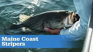 Maine Coast Stripers | S15 E02