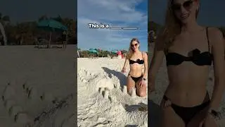 Beach Vocabulary ☀️🌊 #ariannitalagringa #englishlanguage #gringa #americanpronunciation #beach