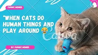 &ldquo;When Cats Do Human Things AND Play Around 😂 | Funny Memes&rdquo;