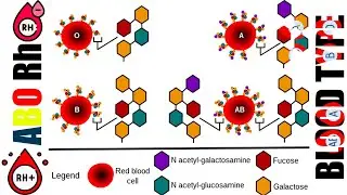 ABO Blood Group System| Laboratory Science Blood Bank  ASCP Study Session 2025| Prof. Kareem Ainsley